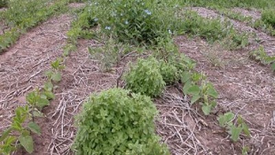 Otoño: una oportunidad para el control eficiente de malezas