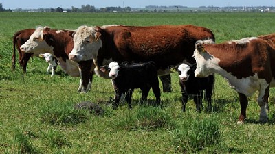 Presentan la primera vacuna contra la diarrea viral bovina