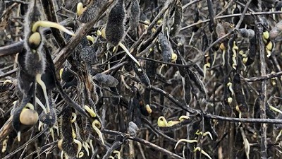 El exceso de lluvias podría aumentar las pérdidas en la producción de granos