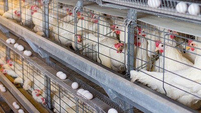 Mucho huevo argentino, con impulso tecnológico