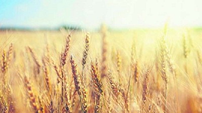 El trigo pone Segunda, por Héctor Huergo