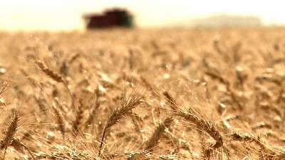 El mundo vuelve a mirar al trigo local