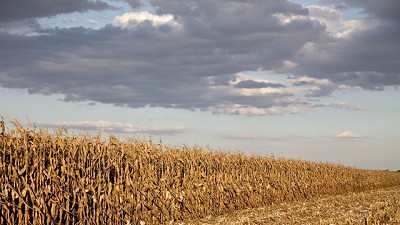 El USDA recortó stocks, el dólar subió y acá se empieza a hablar de arrendamientos