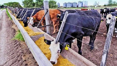 Estamos presenciando la peor relación maíz-carne en años