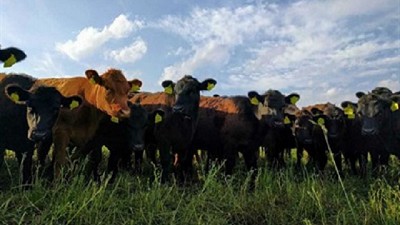 Un establecimiento ganadero cordobés redujo hasta 50% sus costos: cómo lo hizo