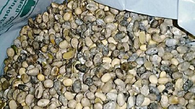 Reclamo de productores ante la baja de calidad de los granos