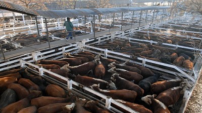Consignatarios de hacienda eligieron trasladar el mercado de Liniers a Cañuelas