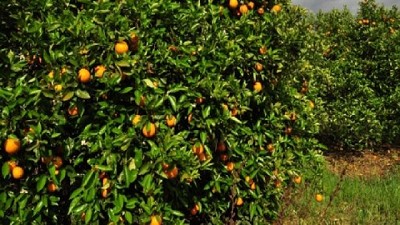 Control biológico: una avispa ayudaría a frenar el avance del HLB