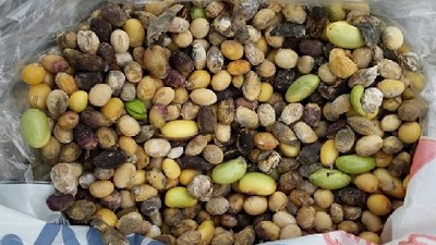 Un Video guía de identidad de granos dañados para productores de soja 