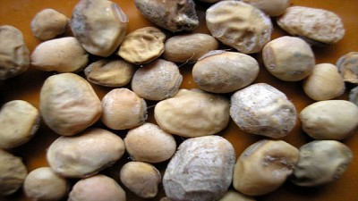 Radio: Los productores sufren por la mercadería dañada y el funcionamiento de los puertos; con A. Bertossi