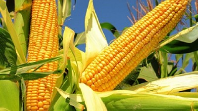 Napa y tecnología: por qué al maíz le fue mejor que en otras sequías