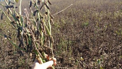 Cosecha gruesa: qué hacer con la soja de tallo verde y brotada