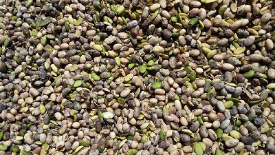 Radio: ¿Cosechar la soja dañada o dejarla que se pudra en el campo?; con S. Diez de Tejada