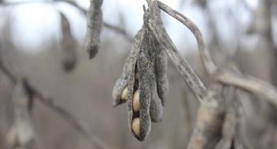 El temporal sumó pérdidas de área y mermas de rinde en soja