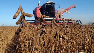 El “Efecto Germinador“ se lleva aún más, descontará un 35% del rinde de soja - GEA - BCR