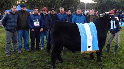 Se consolida el crecimiento de la genética Angus