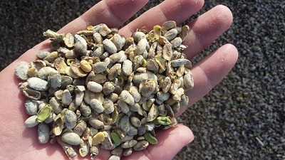 Radio: ¿Qué recomienda el Senasa para un buen análisis de grano de soja dañado?; con E. Castro