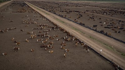 De punta y moderna: en Salta, combinan el ciclo ganadero completo con agricultura de avanzada