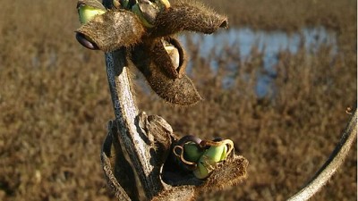 Cosecha de soja: cómo enfrentar el síndrome del tallo verde y los granos brotados