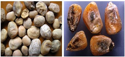 Hongos que afectan al poroto de soja y grano de maíz y su implicancia en la salud animal, por Aníbal Fernández Mayer