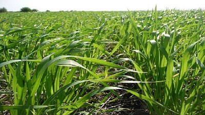 Esperan sembrar 300.000 hectáreas de trigo en Entre Ríos