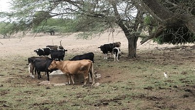Informe CREA: La sequía alteró el ritmo de la ganadería argentina