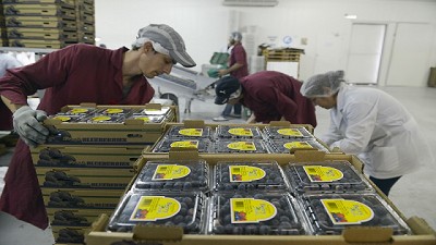 Los arándanos argentinos llegan a Tailandia