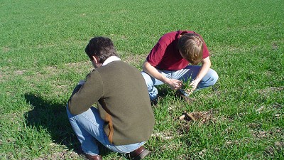 Cómo hacer un diagnóstico correcto de nitrógeno