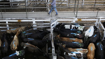 El Mercado de Liniers se mudaría a Cañuelas