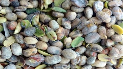 Radio: La polémica y criticada comercialización de la Soja dañada; con L. Risso