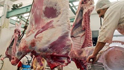 Faena semanal de vacunos alcanzó las 40.908 cabezas