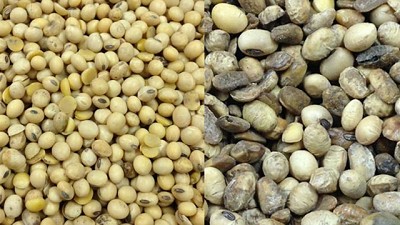 Del productor a las fábricas: cómo impactan los problemas de calidad en la soja, por Paulina Lescano