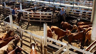 Pese a la oferta abundante, subió el valor de la hacienda en el Mercado de Liniers