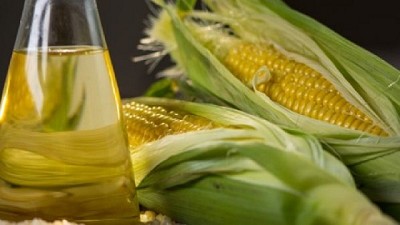 Estudian la genética del maíz para aumentar la producción de etanol