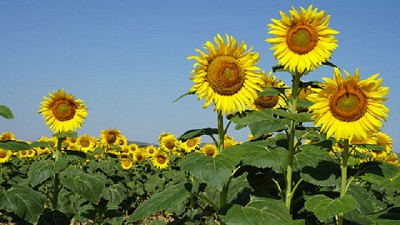 El girasol demostró por qué es el mejor negocio para los tiempos de sequía