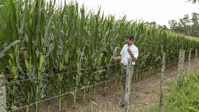 Los híbridos de Brevant™ presentes en el Congreso Maizar 2018