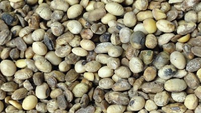 Soja: síntesis de una campaña marcada por el clima