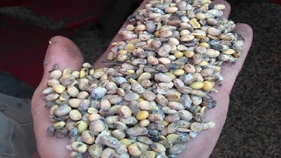 Los productores agropecuarios se quedaron sin 30 Mt de granos para vender