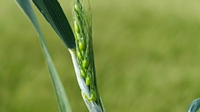 El trigo ya pone primera y la tecnología se viene con todo