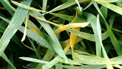 La roya amarilla, una peligrosa amenaza que está latente para el trigo