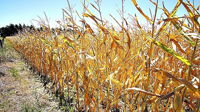 Mal clima para retocar las retenciones: la cosecha dejará US$ 8.000 millones menos