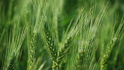 Los negocios a cosecha de trigo llevan buen ritmo a la par de la siembra