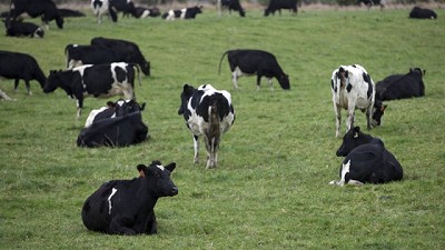 Nueva Zelanda sacrificará 150.000 vacas para erradicar una enfermedad bacteriana