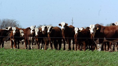 Cómo es el plan santafesino para producir más terneros