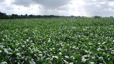 Analizan cuántos gases emiten los sistemas productivos