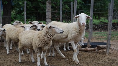 La apertura de China y Japón podría duplicar exportaciones de carne ovina de Santa Cruz