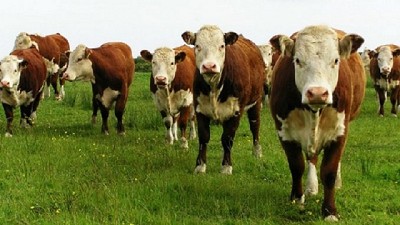 Kenia abrió su mercado a las exportaciones argentinas de semen bovino