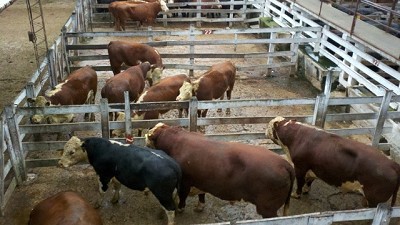 Mercado de Liniers: plaza firme y valores récord