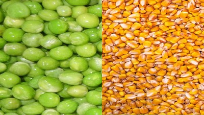 Radio: ¿Y si apostamos a una rotación arveja-maíz?; con M. Rossi