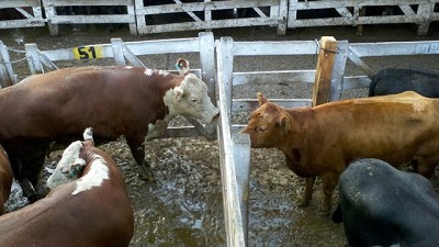 Mercado de Liniers: nuevos precios récord en una jornada de escasa oferta